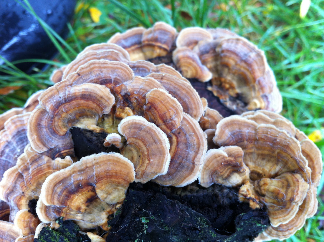 Exploring the Remarkable Benefits of Turkey Tail Mushrooms